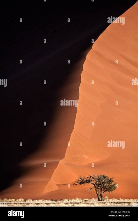 Dwarfed Camelthorn tree in Sossusvlei, Namibia Stock Photo - Alamy