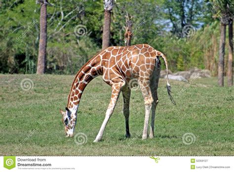 Giraffe stock image. Image of grass, eating, park, mammal - 52359127