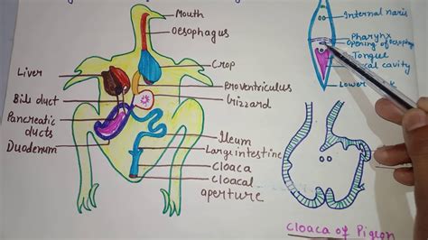 Digestive system of Pigeon ( Columba livia) - YouTube