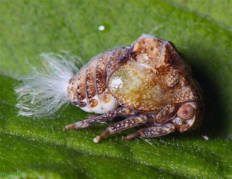 Suborder Auchenorrhyncha - Cicadas, Hoppers and Aphids - North American ...