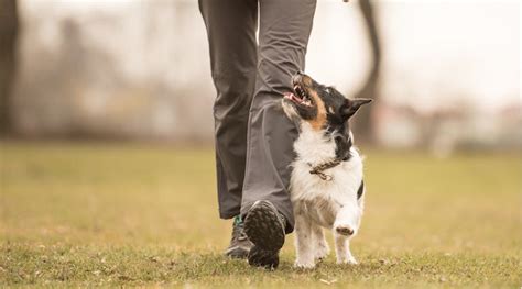 Mastering the Walk: Polite Leash Walking vs Heeling