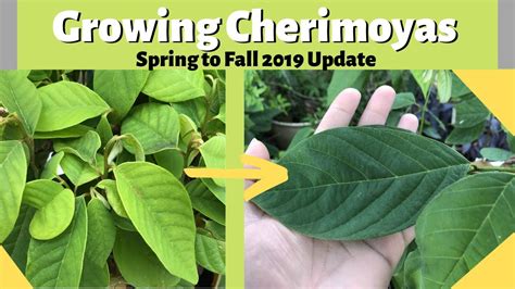 How To Grow A Cherimoya Tree From Seed