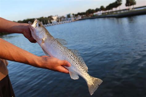 10 Best Speckled Trout Lures | Salt Water Sportsman