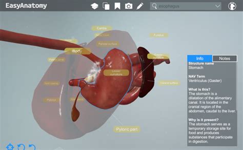 Canine Stomach - EasyAnatomy