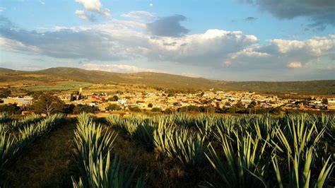 How to Visit Tequila, Jalisco: Best Day Tour from Puerto Vallarta [2021]