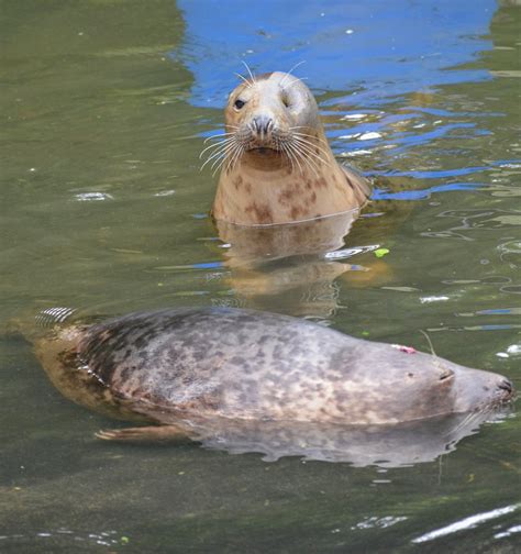 Seal Rescue Ireland | chripell | Flickr