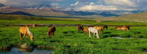 Deosai Plains Tour - Royal Adventure Pakistan