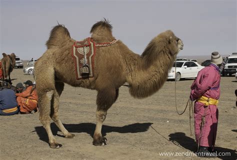 Mongolian bactrian camels | Mongolia Tours