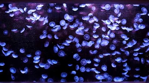 Moon Jellyfish aquarium in the Wynn hotel Macau - YouTube