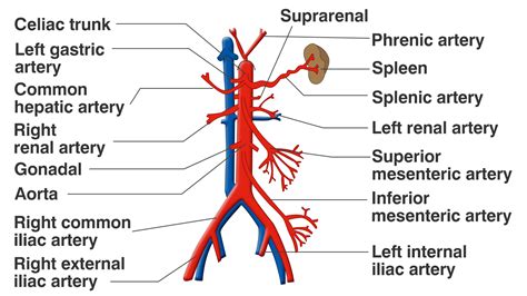 Functions of the Celiac Artery Explained With a Labeled Diagram - Bodytomy