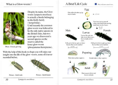 The Fascinating World of the Great British Glow-worm - Rhubarb and Wren