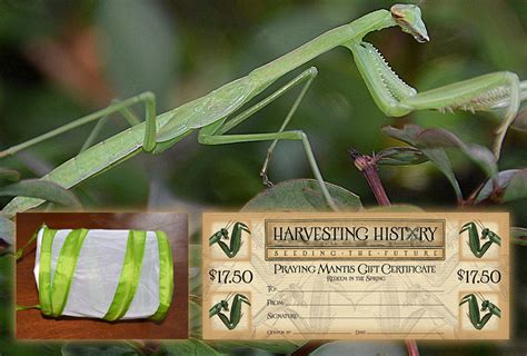 Shop The Praying Mantis Hatching Kit and other Seeds at Harvesting History