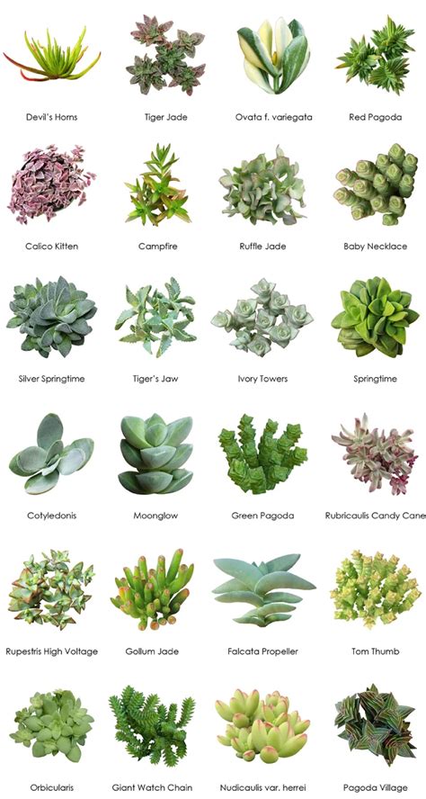 Succulent Identification Charts