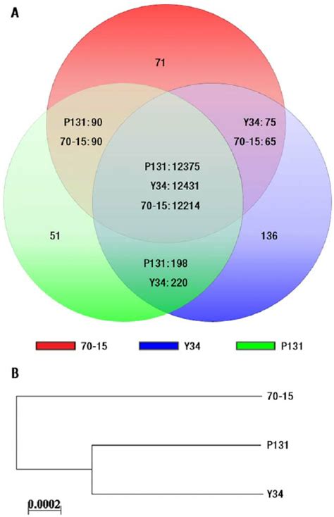 Gene pool analysis. (A) Numbers of the genes that are unique to each... | Download Scientific ...