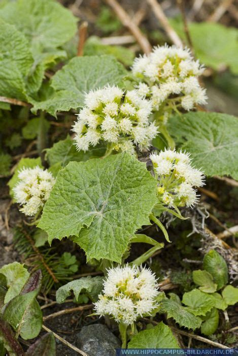 Petasites albus alias White Butterbur :: Hippocampus Bildarchiv