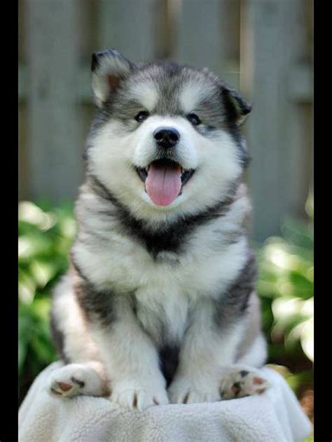 Makes my heart melt! Love husky puppies | Dogs ️ | Pinterest | Husky puppy, Animal and Dog