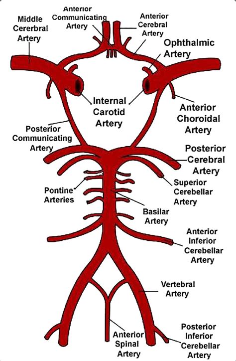 Schematic representation of the Circle of Willis. Image courtesy of... | Download Scientific Diagram