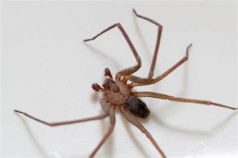 Are there brown recluse spiders in Cleveland? - deBugged