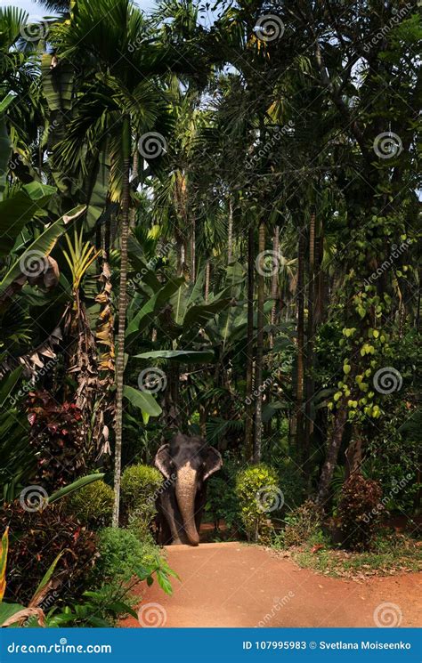 Royal Spotted Elephant Follows the Path in the Jungle Stock Image ...