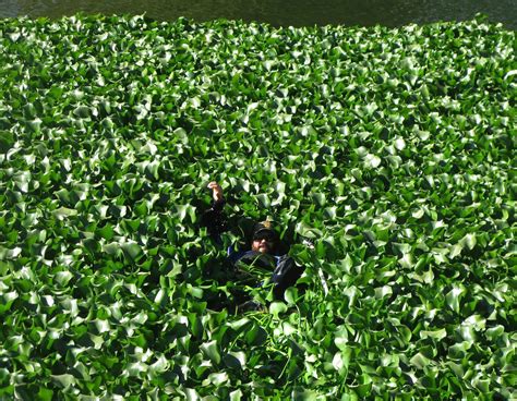 Water hyacinth: green tunnels of invasive weeds