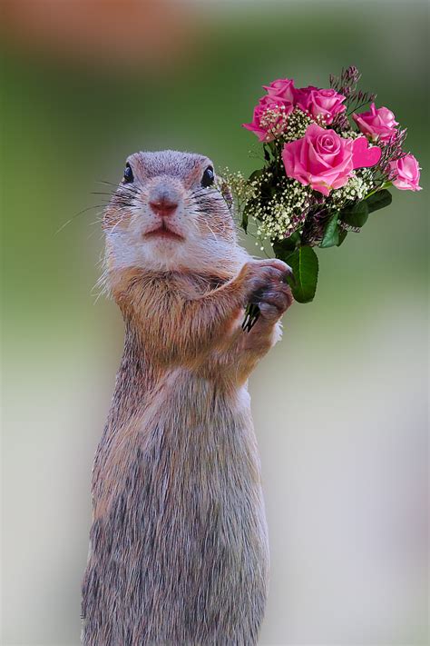 Royalty-Free photo: Squirrel holding pink roses | PickPik