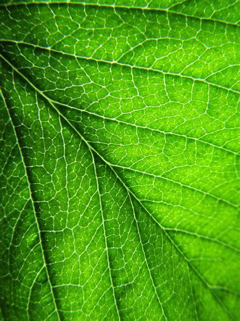 Free Images : nature, branch, flower, botany, leaves, macro photography, green leaf, dark green ...