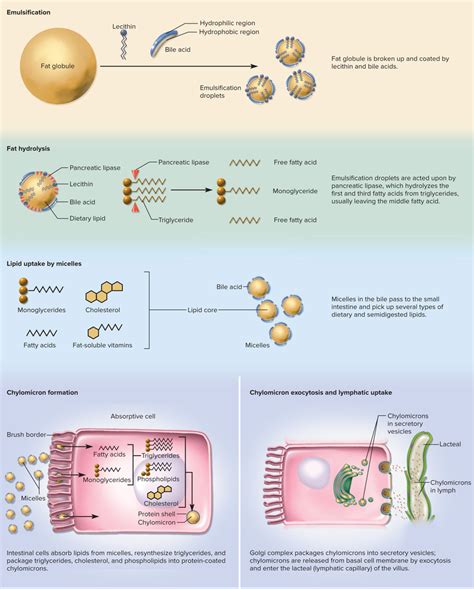 CHAPTER 25 Diagram: Fat Digestion and Absorption Diagram | Quizlet