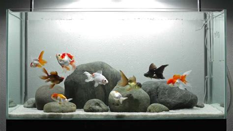 Cool Fish Tank Decorations, Fish Aquarium Decorations, Goldfish Types ...