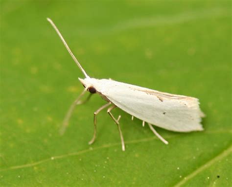 small white moth - Eucalantica polita - BugGuide.Net