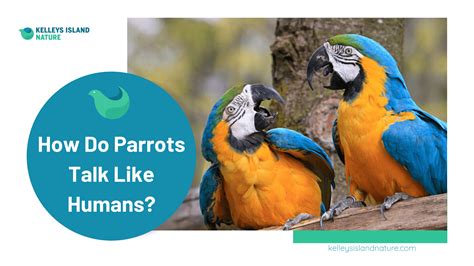 How Do Parrots Talk Like Humans?