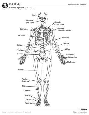 Lamellae Definition Anatomy - Anatomical Charts & Posters