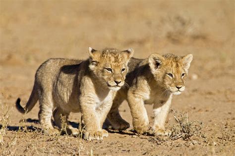 Africa, Namibia, African Lion Cubs by Westend61