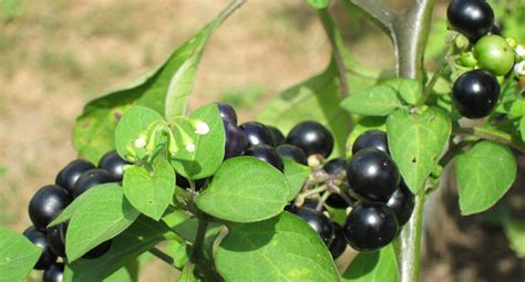 Black nightshade – Symbiosis Agriculture