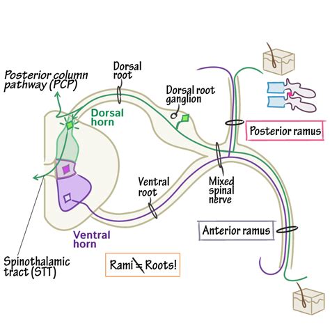 Neuroanatomy Glossary: Spinal Nerve Anatomy & Physiology | ditki ...