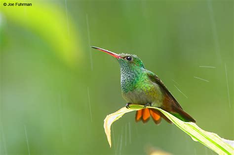 Rufous-tailed Hummingbird – Joe Fuhrman Photography