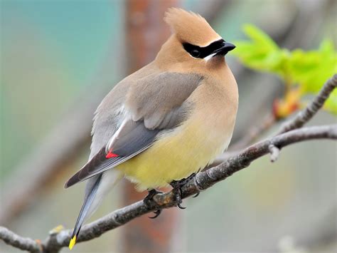 Bombycilla Cedrorum - Cedar Waxwing