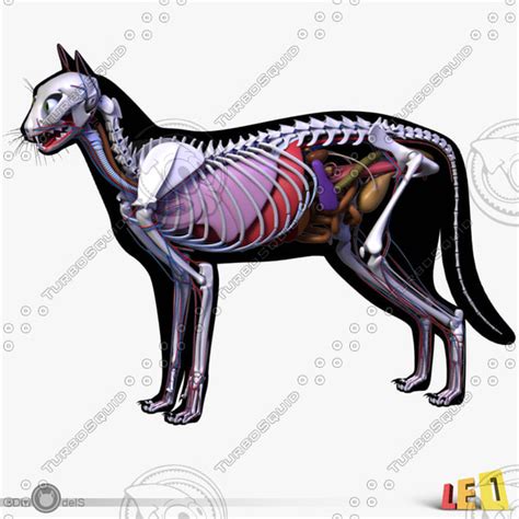 3d model cat anatomy