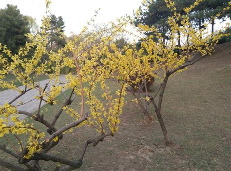 Photo Essay: The Romance of Spring Flowers in Beijing | Speaking of China