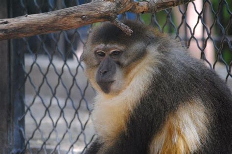 Four monkeys from San Antonio Zoo shipped to Europe