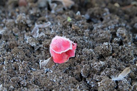 Premium Photo | Rose bud covered with hoarfrost, flowers in autumn