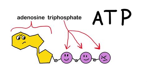 How Do We Make Energy from Food, Anyway? - YouTube