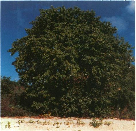 A typical Manchineel tree. | Download Scientific Diagram