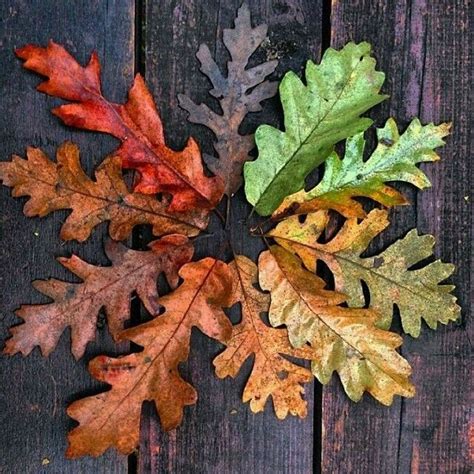 oak leaf colors - Google Search | Live oak tree tattoo, Autumn leaves ...