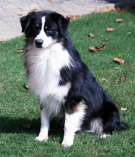 Stetson, a black bicolor Australian Shepherd | Australian shepherd ...