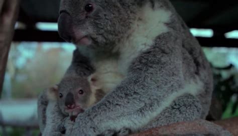 The loving look of an adorable newborn baby koala who sees its mother ...