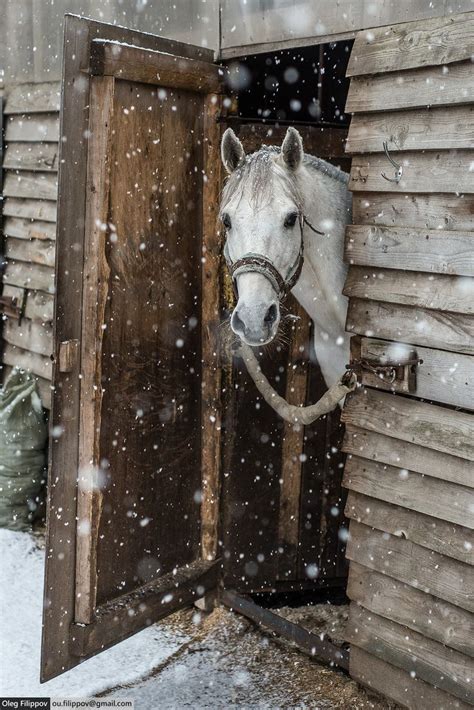 Christmas Horse 20 | Horses, Horse love, Pretty horses