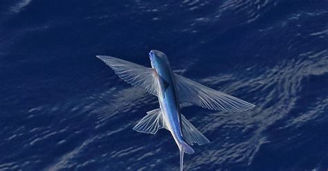 Free stock photo of Flying Fish