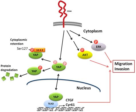 Cells | Free Full-Text | CD44 Promotes Migration and Invasion of ...