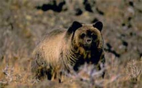 Bear Safety in the North Cascades - North Cascades National Park (U.S. National Park Service)