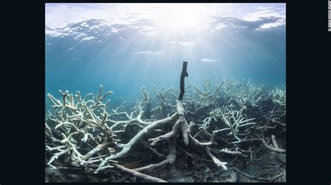 Coral bleaching affects over 90% of Great Barrier Reef - CNN.com